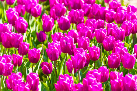 Beautiful purple tulips close-up view during dayの写真素材