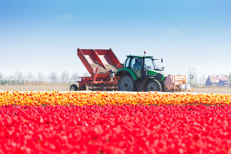 Pink tulip field and tractor works on backgroundの写真素材