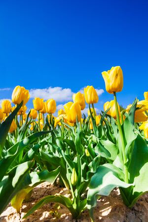 Close view of yellow tulips in sunshine during dayの写真素材