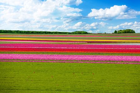 Colorful tulip field rows and green grass with skyの写真素材