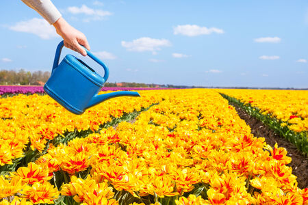 View of hand holding water pot and yellow tulipsの写真素材