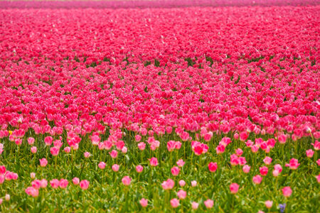 Beautiful pink tulips during sunny day in summerの写真素材
