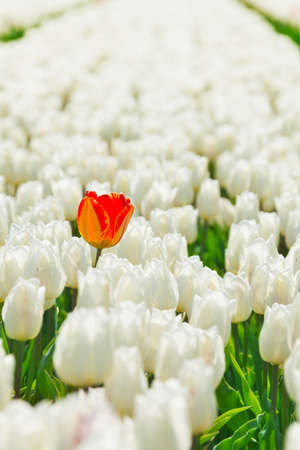 Close-up view of white tulips and orange oneの写真素材