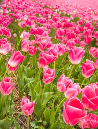 Close-up view of beautiful pink tulips during dayの写真素材