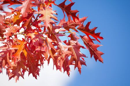 Autumn rowan red leaves over sun and sky close-up details compositionの写真素材