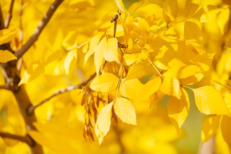 Close up of ash tree yellow leaves in autumn sunny october dayの写真素材