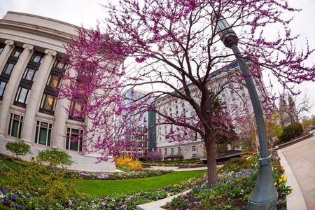 The Church of Jesus Christ of Latter-day Saints with blossom tree and lantern, USAの写真素材
