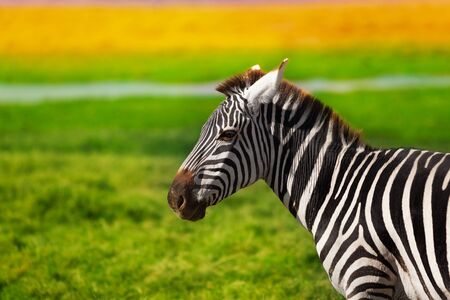 Close-up portrait of beautiful African zebra at the savannah of Kenya