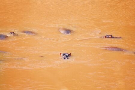 Herd of hippos resting in turbid river at Masai Mara National Reserve in Kenya, Africa