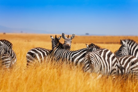 Zebra herd pasturing on the grasslands of Kenya, Africaの写真素材