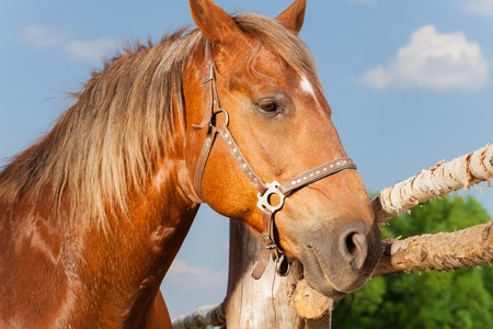 Portrait of beautiful chestnut brown horse standing next to the enclosure fenceの写真素材