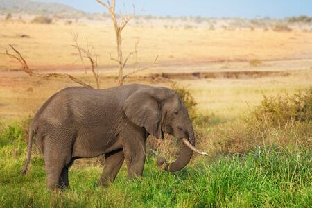Beautiful elephant grazing at Kenyan savannahの写真素材