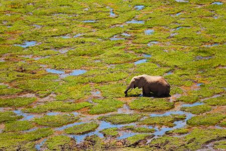 African elephant standing in fen, Kenyaの写真素材