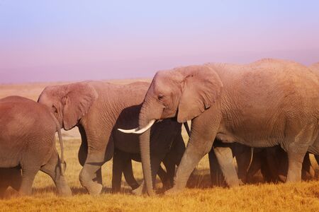 Group of African elephants walking in Maasai Maraの写真素材