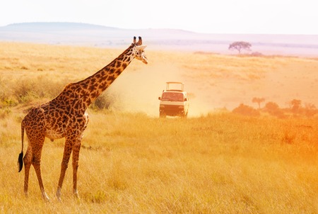 Picture of beautiful giraffe at sunset, Africaの写真素材