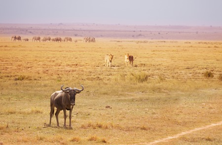 Two lionesses trailing wildebeest breaking a herdの写真素材