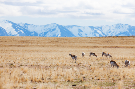 Deer pasturing at desert of Antelope Islandの写真素材