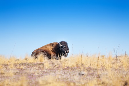 American bison profile laying in dry grass prairieの写真素材