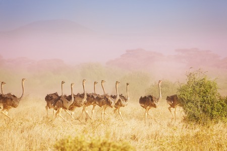 Herd of ostriches running in haze at savannahの写真素材