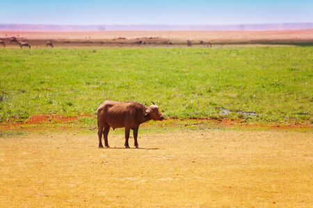 African buffalo pasturing alone at Kenyan savannahの写真素材