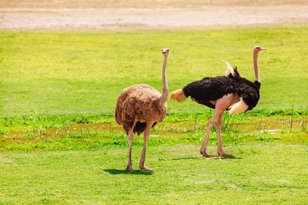 Female and male ostriches at the pastures of Kenyan savannah, Africaの写真素材