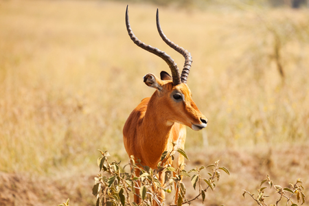 Portrait of male impala with lyre-shaped hornsの写真素材