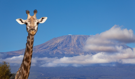 Portrait of giraffe head against Kilimanjaro mountの写真素材