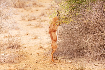 Gerenuk browsing bushes standing on its hind legsの写真素材