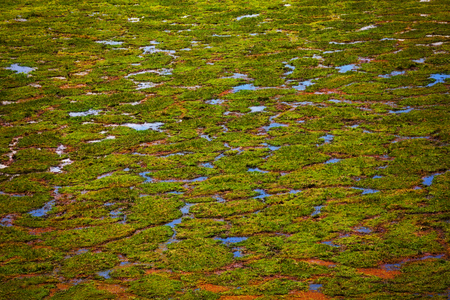 Marshy area with puddles and sparse vegetation
