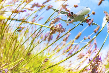 Flying airplane viewed through lavender flowers over skyの写真素材