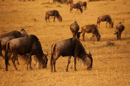 Big herd of wildebeests pasturing at dry grasslandの写真素材