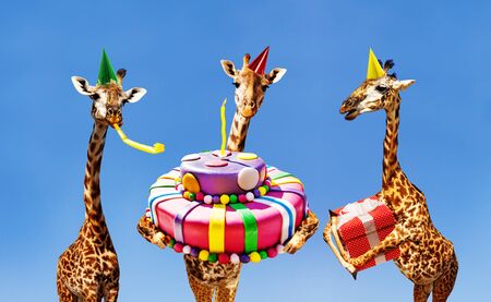 Giraffes on birthday party with cake and presentの写真素材