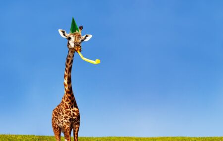 Giraffe blowing birthday whistle over blue skyの写真素材