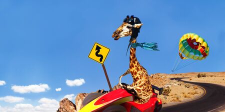 Giraffe race riding sport cart fast on the roadの写真素材