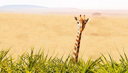 Giraffe head and neck from the grass with savannahの写真素材