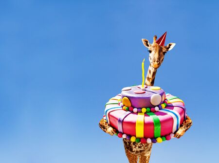 Giraffe with birthday cake and cap on blue skyの写真素材