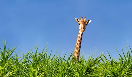 Giraffe head and neck from the grass over blue skyの写真素材