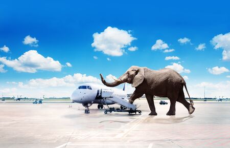 Big elephant oversized passenger board plane imageの写真素材