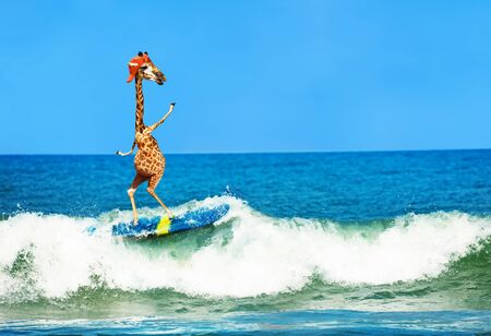 Giraffe wear cap surf on surfboard in sea wavesの写真素材