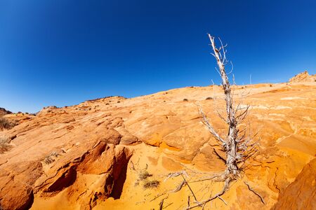 Dead wood on orange rock in the desert near Zebra spot Canyon in Utah, USA