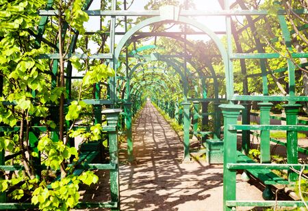 Allay corridor decoration pathway in the garden in Peterhof Saint Petersburg region, Russiaの写真素材