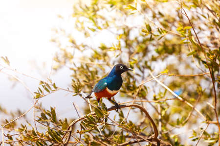 Superb starling bird or Lamprotornis superbus sit on a bench perched on branch, Lake Naivasha, Kenyaの写真素材