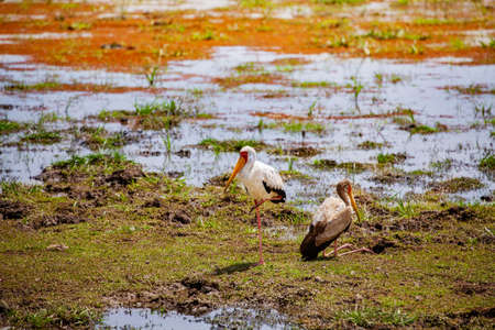 Two Yellow-billed stork Ibis birds also called the wood storks is a large African wading species in the family Ciconiidaeの写真素材
