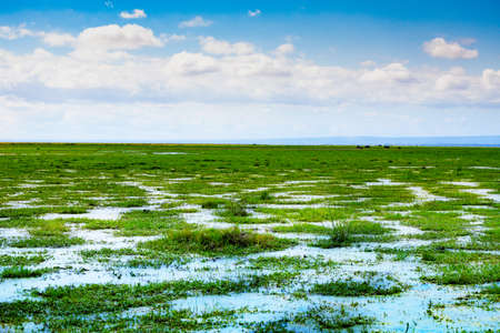 Bogs of the Kenyan Savana in Amboseli park, water, grass to horizonの写真素材