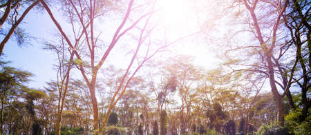 Forest near Naivasha lake in Kenya Nakuru county view on trees from bellowの写真素材