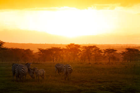 Group of zebras with orange savanna background in Kenya before sunsetの写真素材
