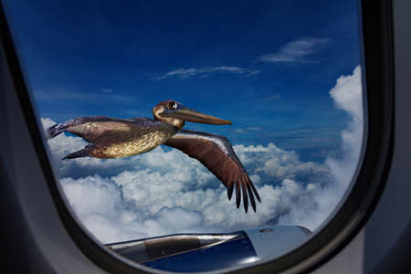 Gulf pelican flying near the commercial airplane jet view from the windowの写真素材