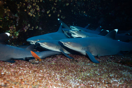 Large group of small white tip baby sharks rest in the rocksの写真素材