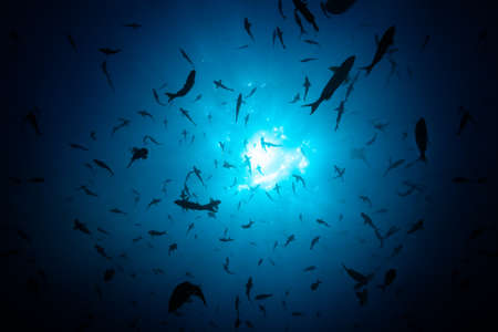 View from below of large fish school swimming through bright sunlight over surface of water
