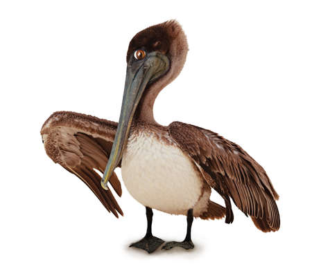 Photo of standing Pelican bird with funny eyes isolated on whiteの写真素材